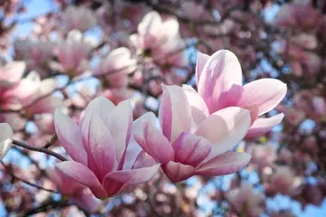 Magnolias in bloom