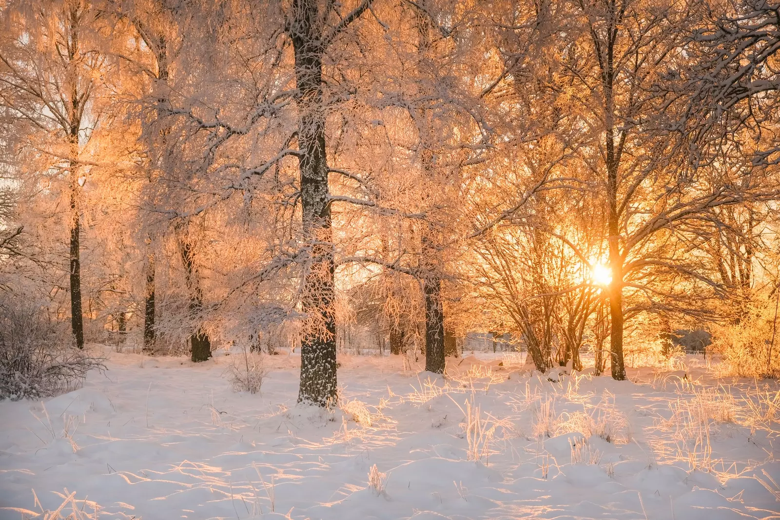 Winter woods