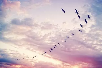 Birds migrating